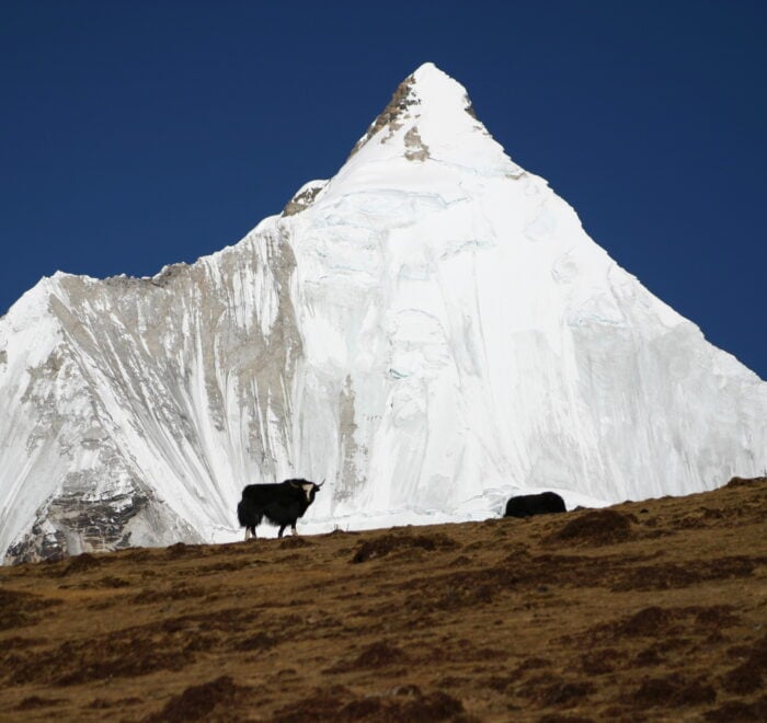 local tour packages in bhutan