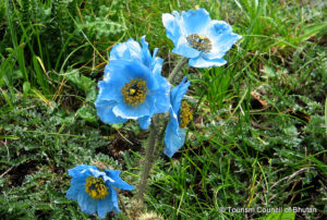 Bhutan National Flower Blue Poppy